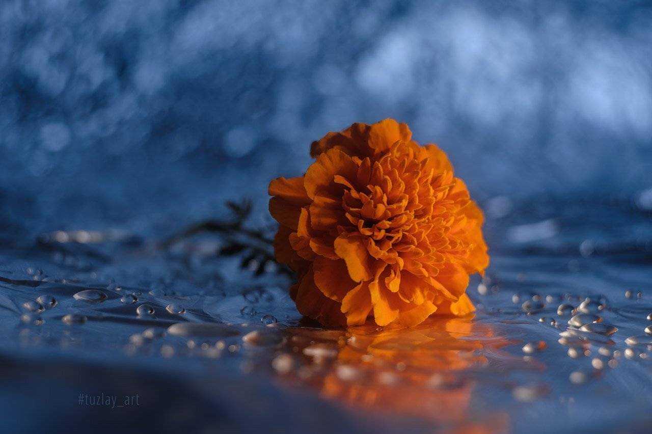 тагетис, бархатцы, боке, гелиос 44, капельки, Владимир Тузлай