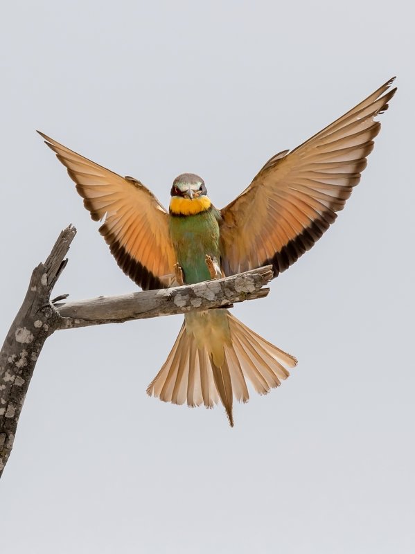 ПётрРогов,фотограф,дикаяприрода,динамика,птицы,орнитология,фотоохота,золотистаящурка,пчелоедка,canon5dmarkiii,canon600mmf4,birds,ornitology,dinamiс,wildnaturephotography,wildnature,Israel,Израиль,wildnaturephotography,wildnature Золотистая щурка  фото превью