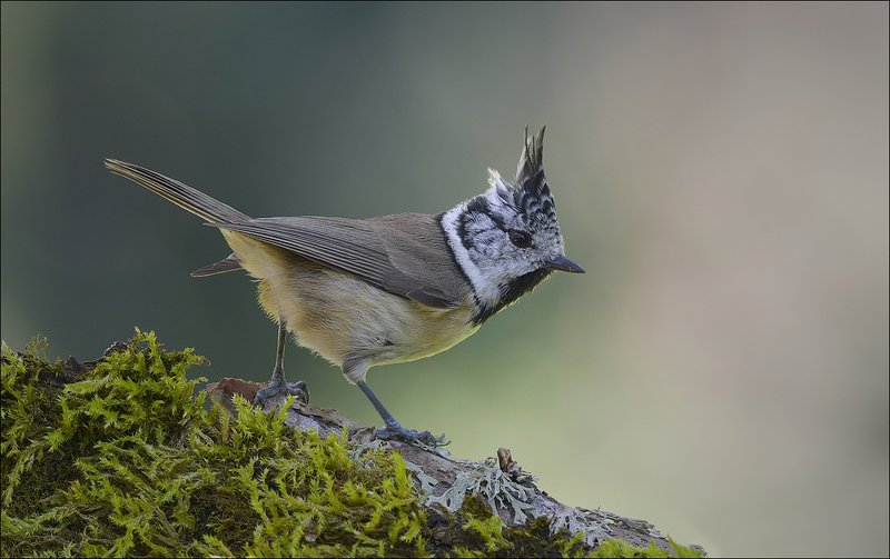 гренадёрка Гренадёрка фото превью