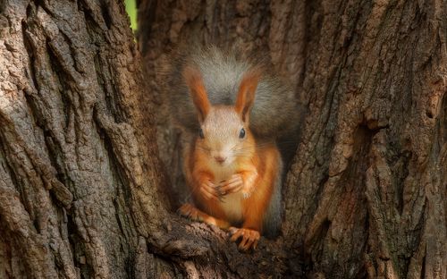 Девушка , угостите орешком ...