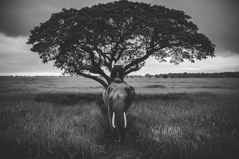 elephant,animal,Thai,Thailand,blackanndwhite,Asia, Outside Safari фото превью