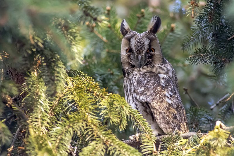 Long-eared owl фото превью