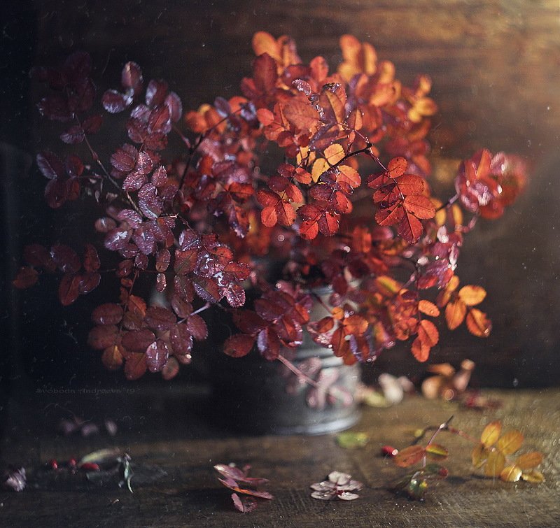 wild red*