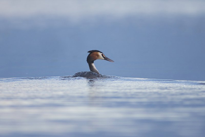 Чомга фото превью