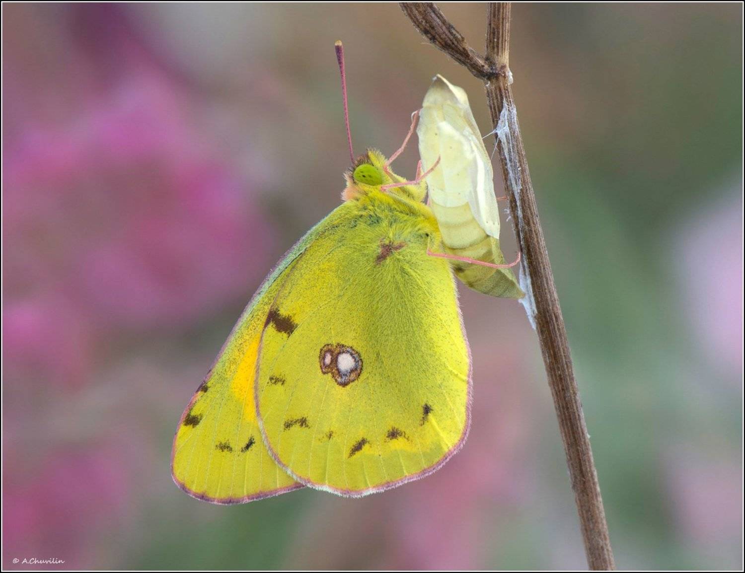 желтушка,куколка,день,рождения, Александр Чувилин