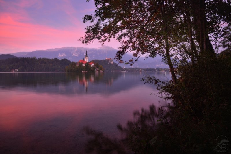 Блед в розовых тонах фото превью