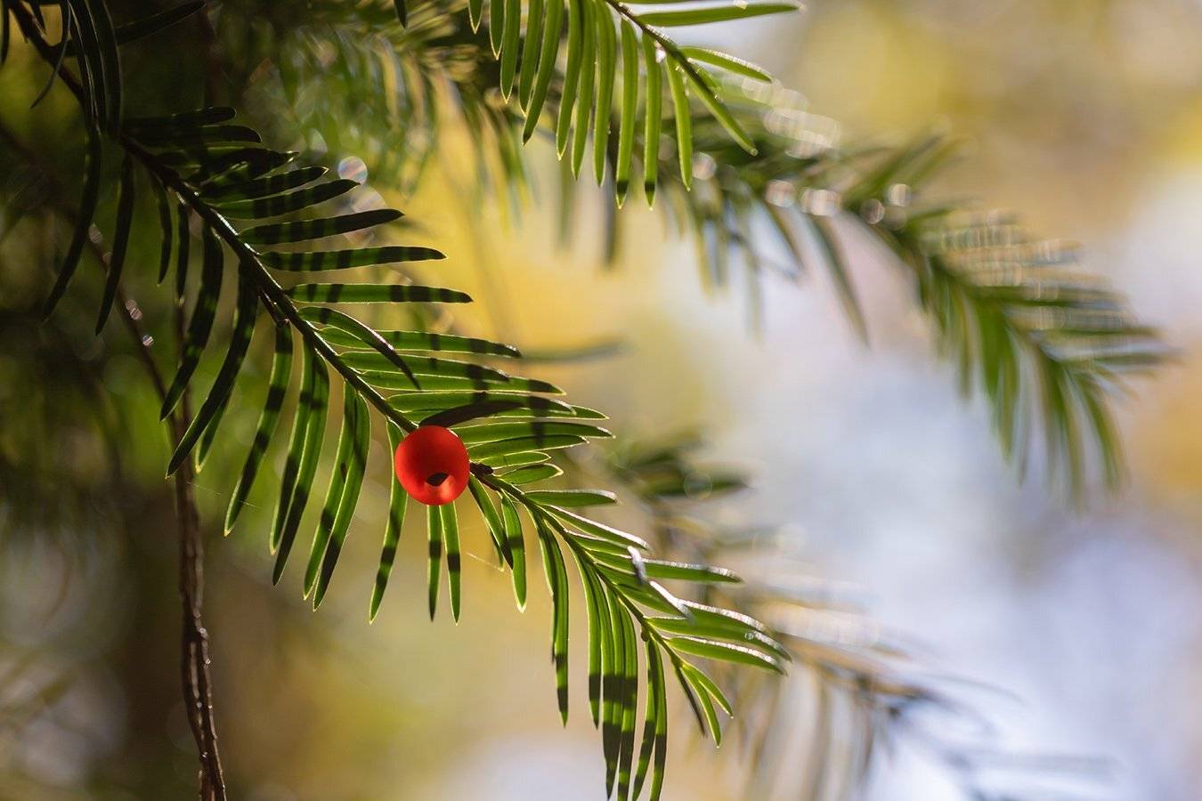 , Илья Михеев