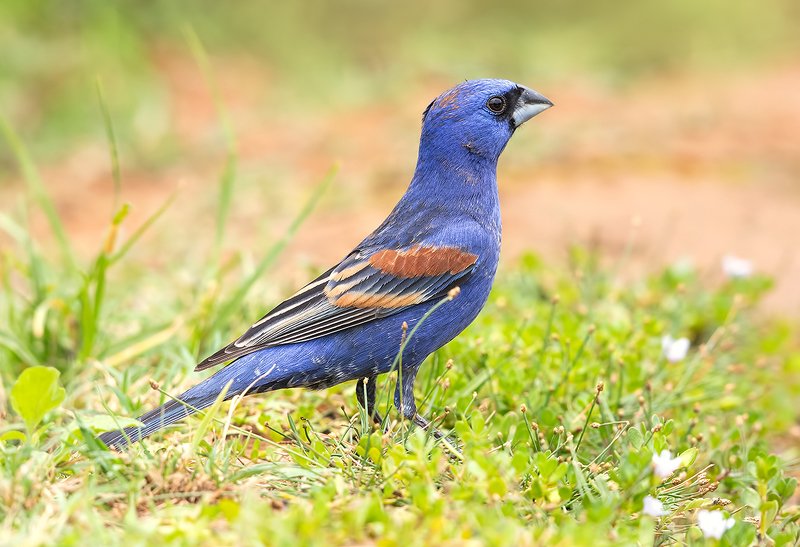 blue grosbeak, голубая гуирака, tx, texas, cardinal Blue grosbeak - Голубая гуирака фото превью