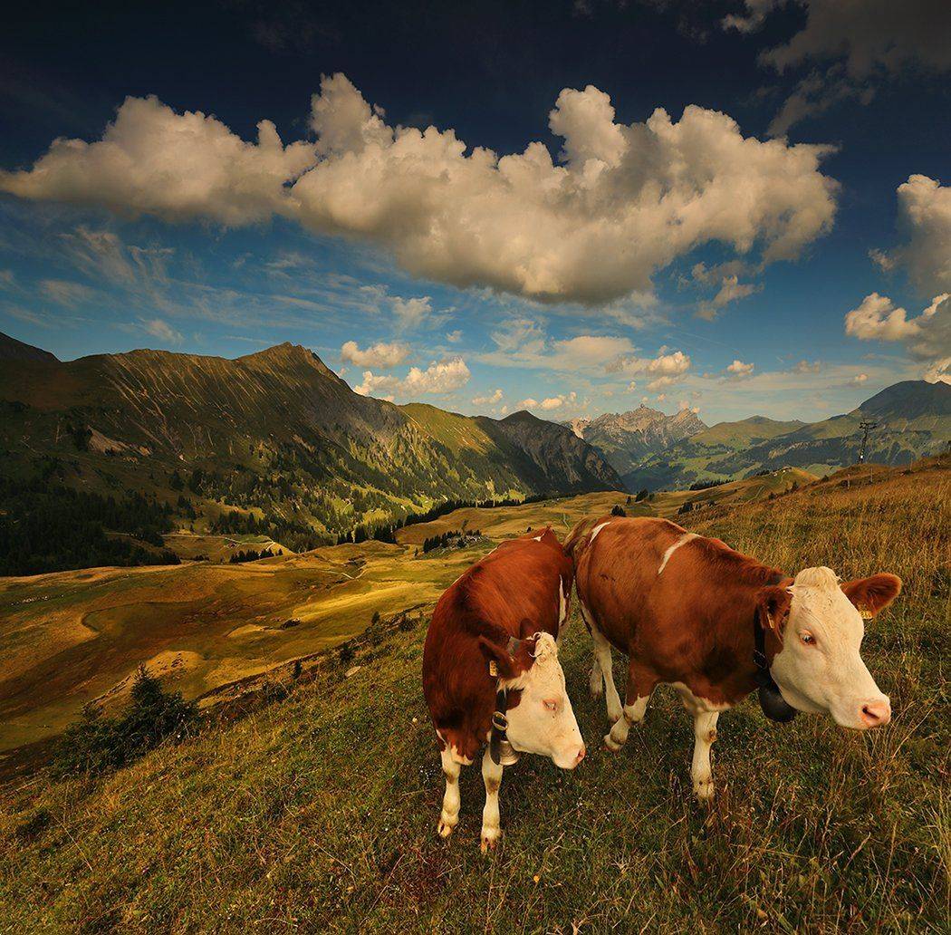 swiss, Матвеев Николай