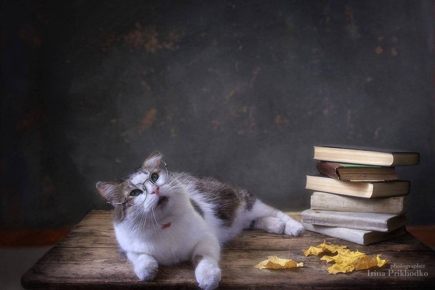 домашние животные, кот Лева, школьный класс, книги, осень День учителя, Ирина Приходько