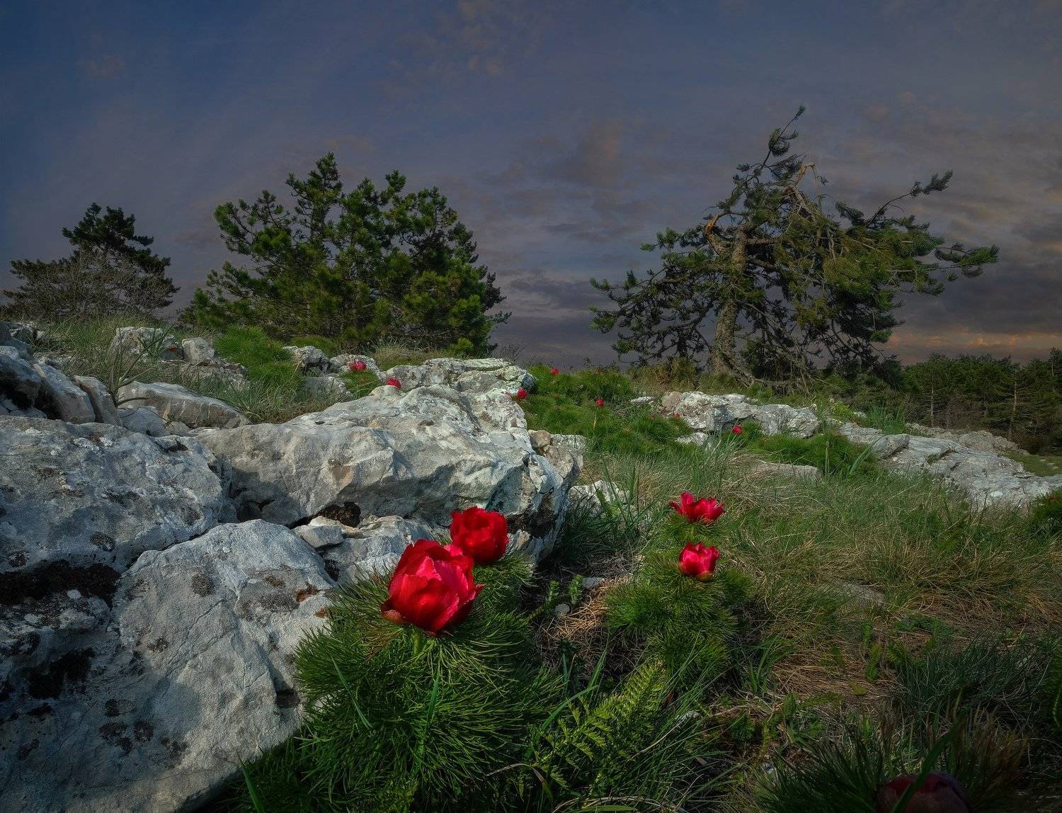 Крым, Ай-Петри, Ялта, горы, пион,, Алексей Бордуков