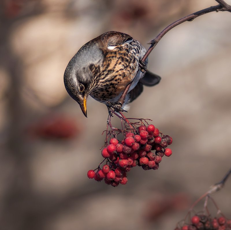 Дозрела? фото превью