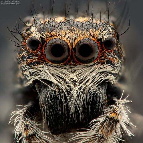 Jumping Spider