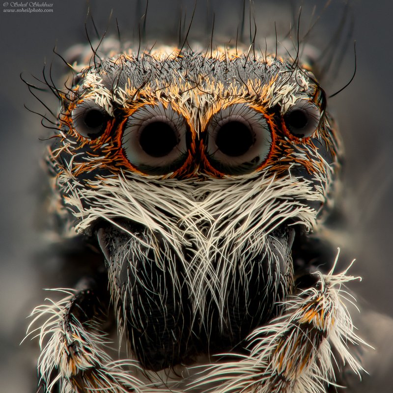macro macrophotography spider Jumping Spider фото превью