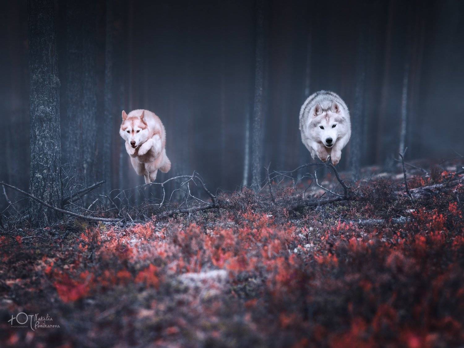 , Наталия Поникарова