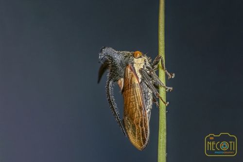 Treehopper