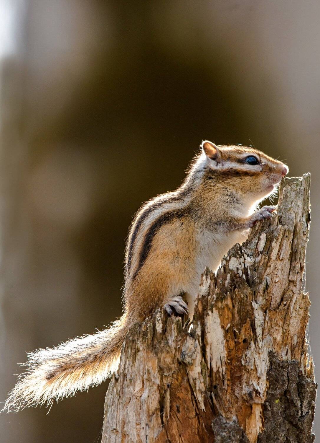, Михаил Белоусов