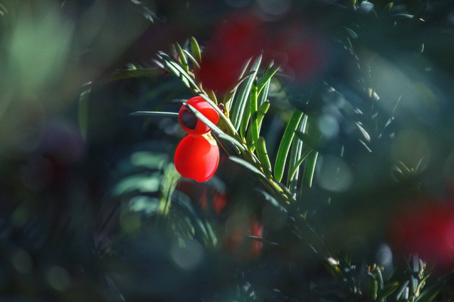 canon 55-250, beautiful, красивый, moment, момент, nature, природа, yew, тис, thicket, чаща, осенний, autumn, осень,, Наталья Терентьева