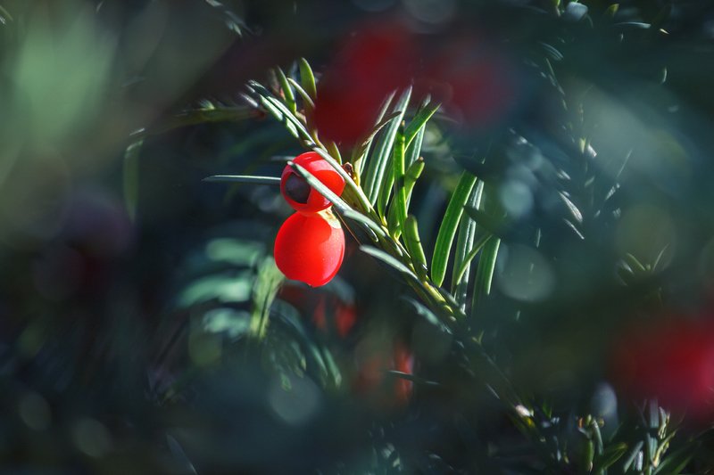 canon 55-250, beautiful, красивый, moment, момент, nature, природа, yew, тис, thicket, чаща, осенний, autumn, осень, Притаившаяся опасность. фото превью