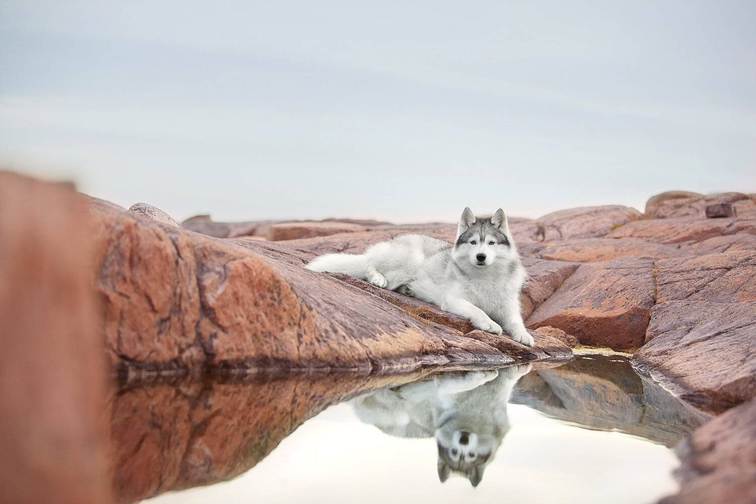 кольский, собаки, хибины, куэльпорр, умба, Лана Полякова