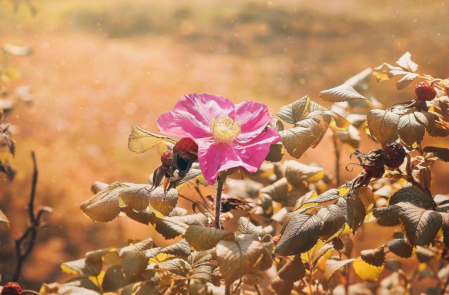flowers, цветы, пейзаж, nikon,50mm,autumn,dream, Kerry Moore