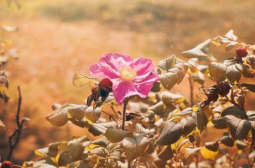 Dogrose