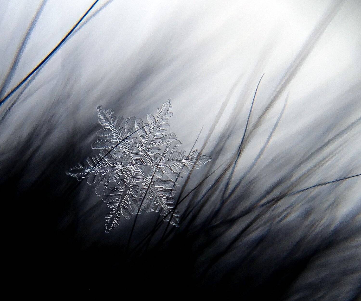 , Зоя Малхова