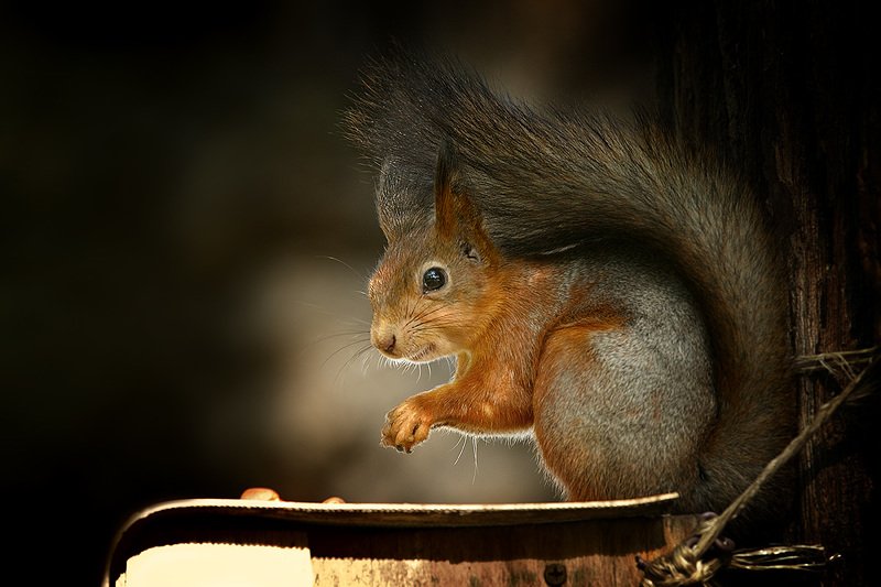 Про белок фото превью