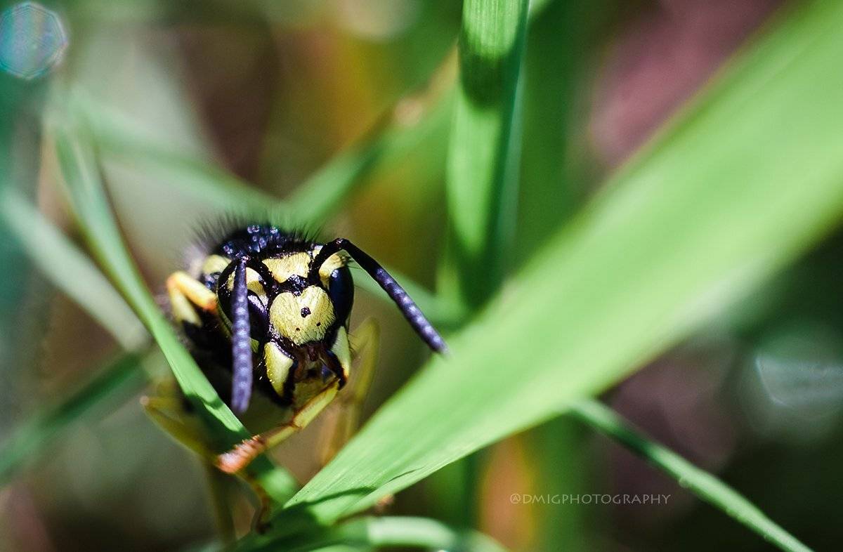 макро, цветы, природа, макромир, макросъёмка, гелиос44_2, осень, солнце, растение, , Дмитрий Гусалов