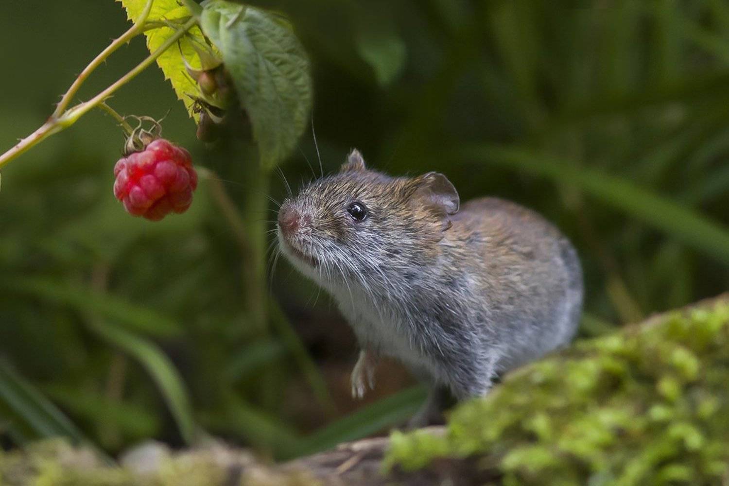 мышка, полёвка, ягода, малина, Наталия Сытина