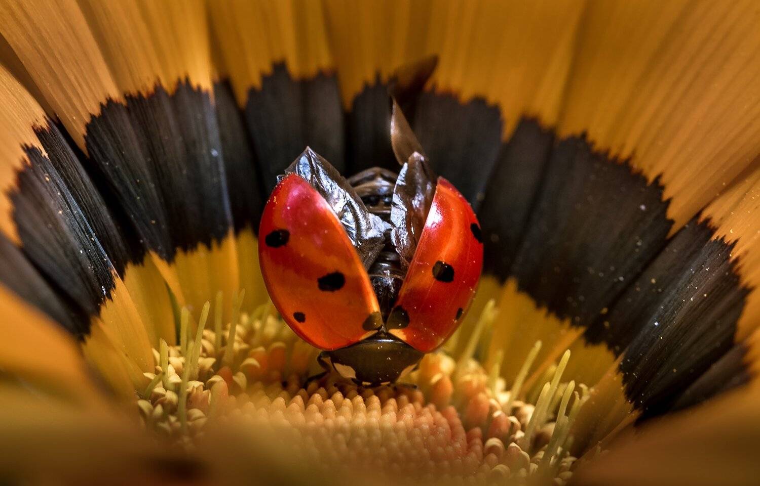 природа, макро, цветы, гацания, жук, божья коровка, желтый, черный, красный, Неля Рачкова
