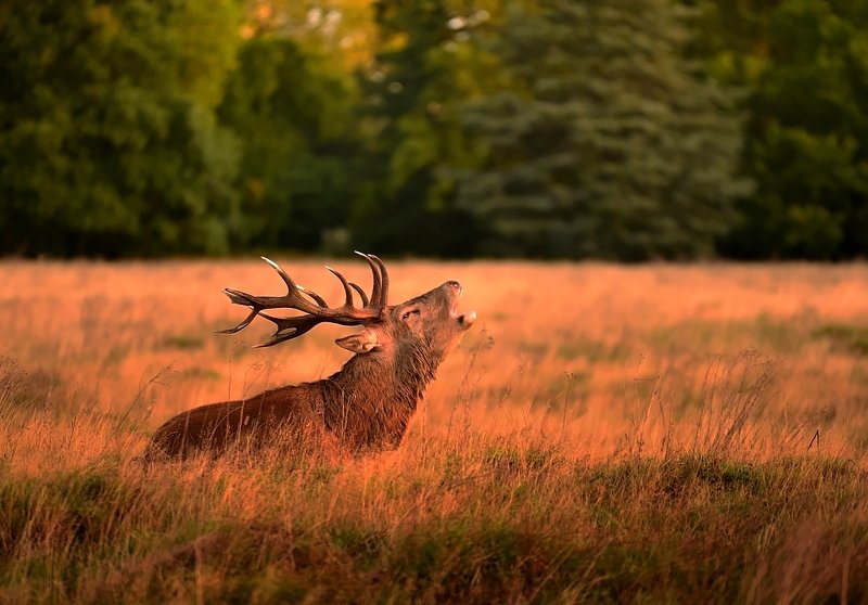 W O L F фото превью