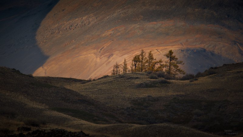 алтай, горы, курай, курайская степь, лиственницы, юпитер Юпитер фото превью