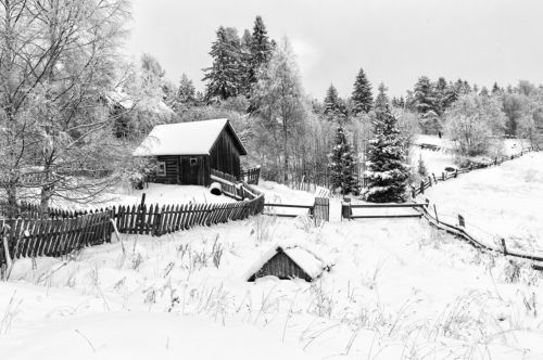 Черно-белая зима