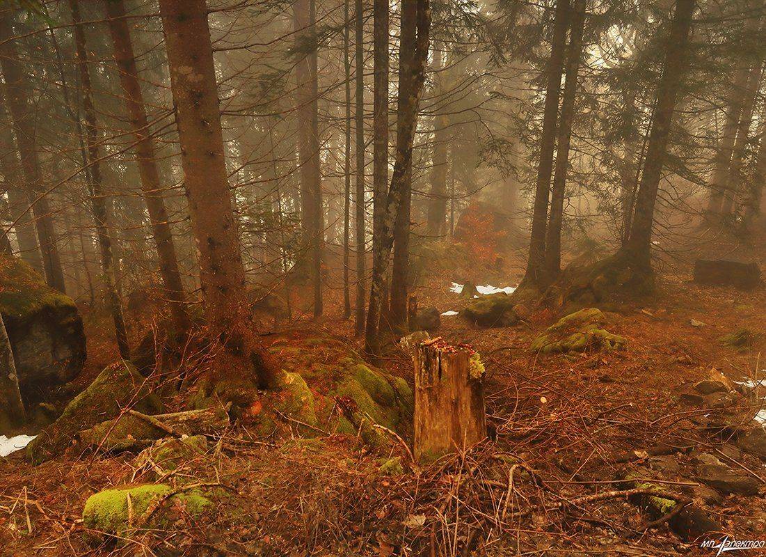 swiss, Матвеев Николай