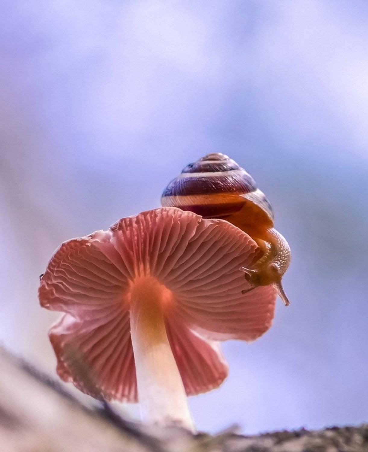 , Вячеслав Мищенко