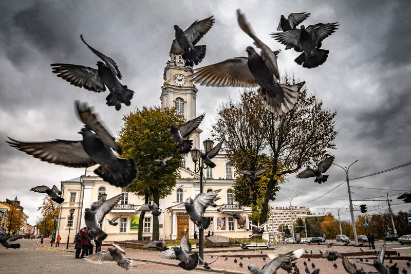 Birds фото превью