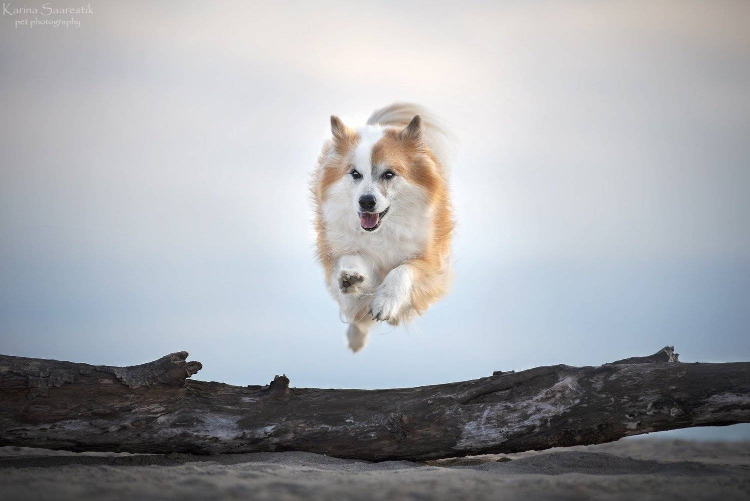 Icelandic sheepdog, dog, Karina Saarestik