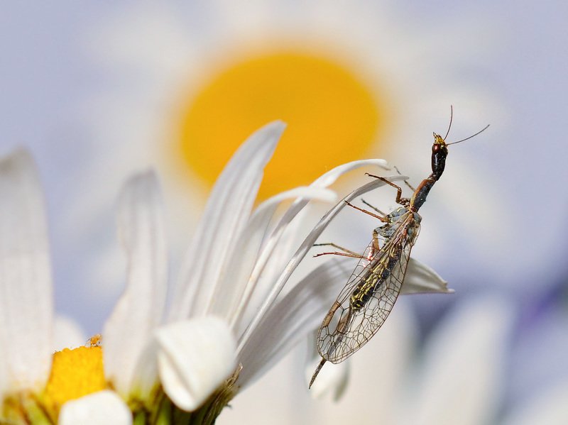 Верблюдка. фото превью