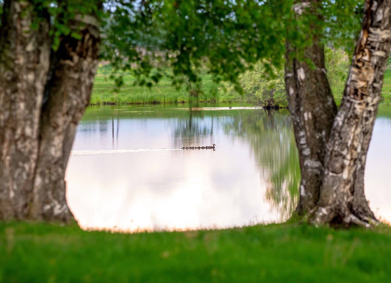 , Михаил Белоусов