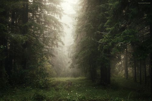Туманное утро в ельнике