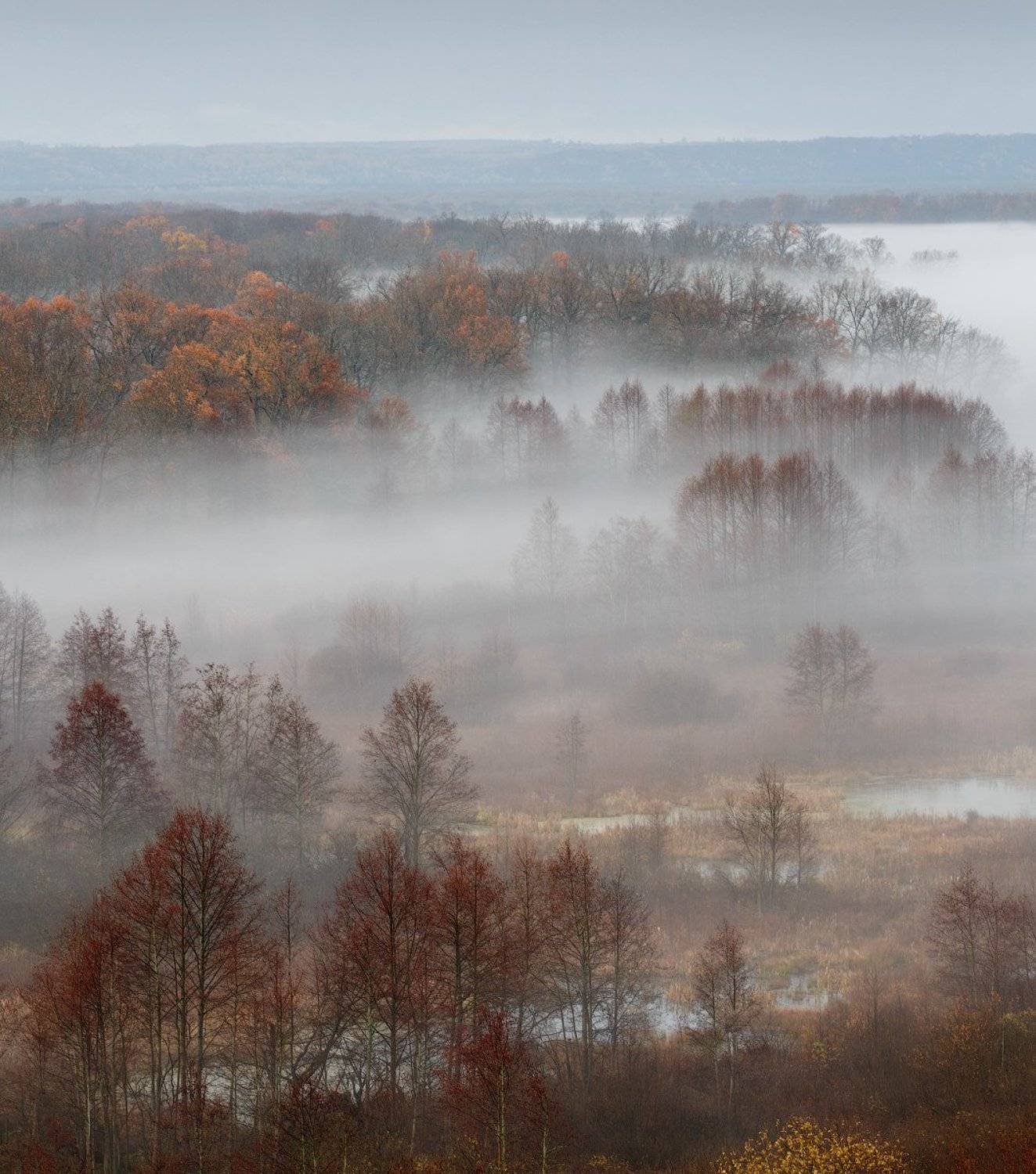природа утро  туман деревья осень, Михаил Корнилов