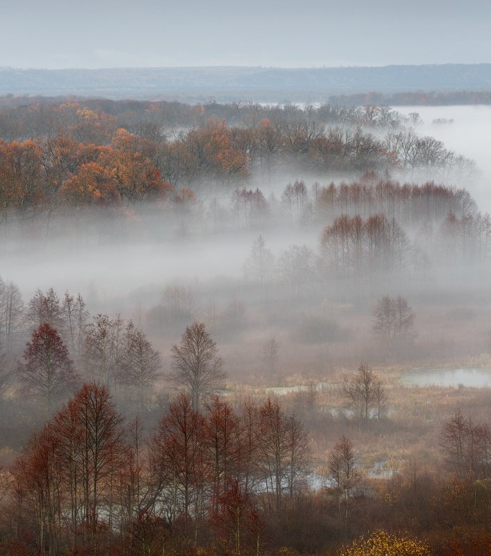 природа утро  туман деревья осень Во время осени фото превью
