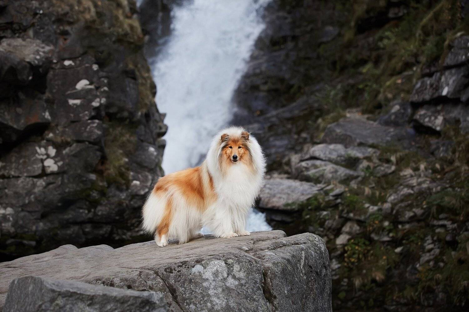 кольский, собаки, хибины, куэльпорр, умба, Лана Полякова