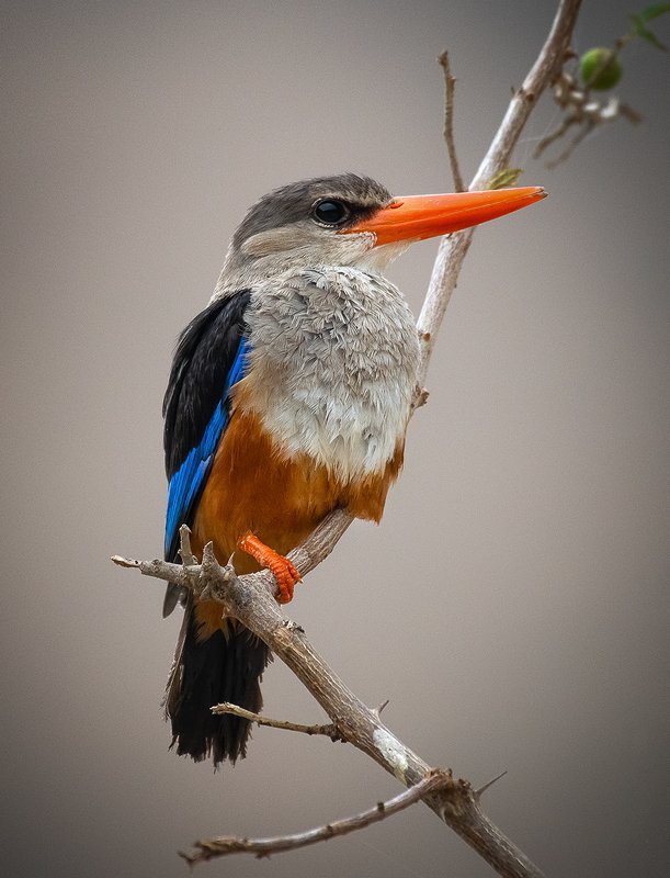 Grey-headed kingfisher bards Grey-headed kingfisher фото превью