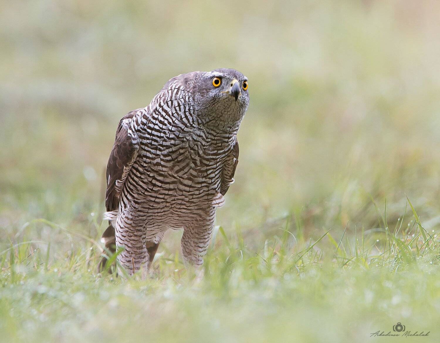 , Arkadiusz Michalak