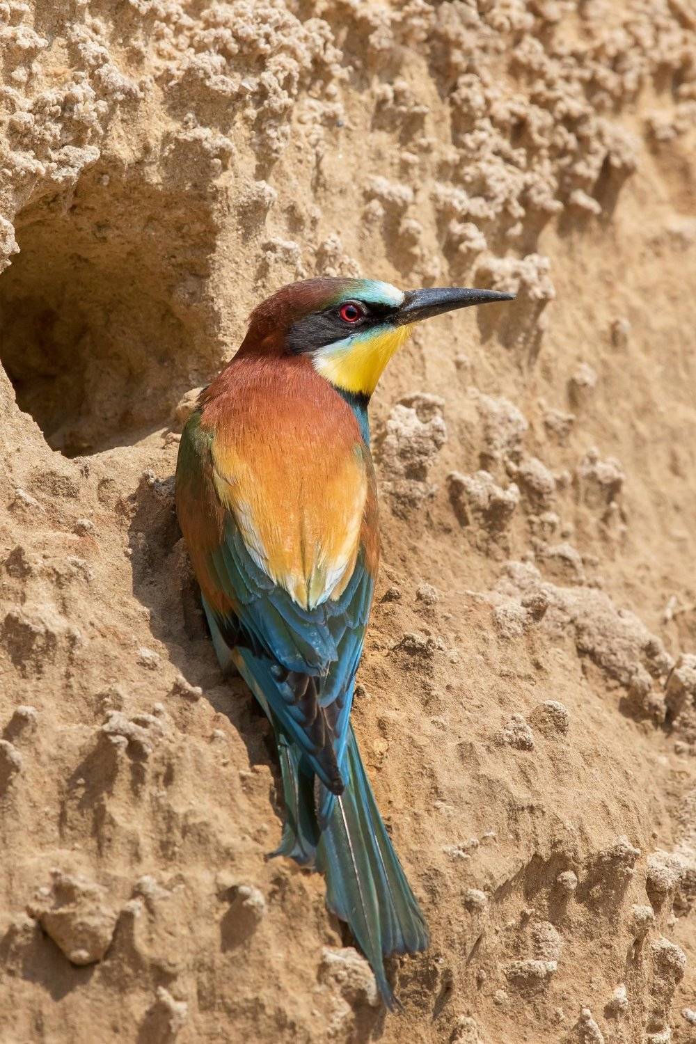 ПётрРогов,фотограф,дикаяприрода,динамика,птицы,орнитология,фотоохота,золотистаящурка,пчелоедка,canon5dmarkiii,canon600mmf4,birds,ornitology,dinamiс,wildnaturephotography,wildnature,Israel,Израиль,wildnaturephotography,wildnature, Пётр Рогов