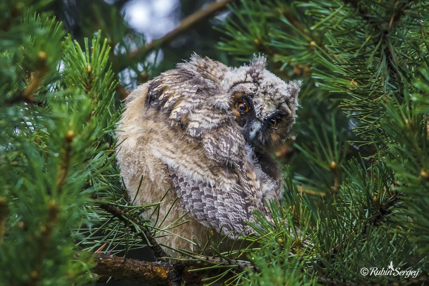 сова, ушастая сова, птицы, Asio otus, Сергей Рубин