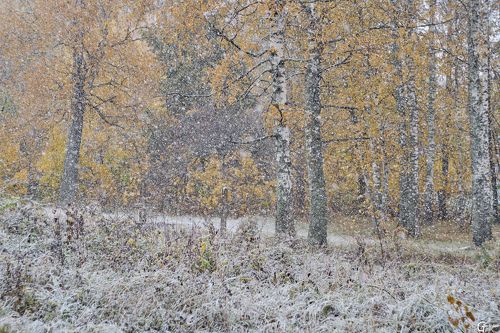 Первый снегопад