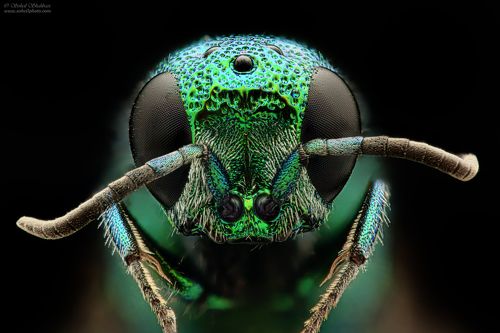 cuckoo wasp